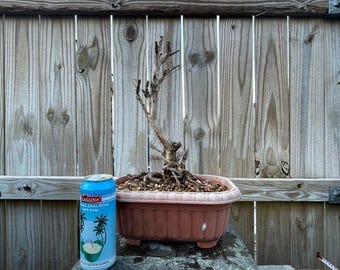 AWESOME! Beautiful Crepe Myrtle Pre-Bonsai, 20 Years, HUGE TRUNK