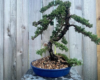 Awesome! FATHER'S DAY GIFT - Procumbens Nana Juniper Bonsai, 16 Yr, Trunk #899