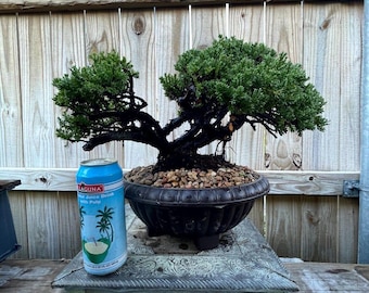DEAL! Procumbens Nana Juniper Pre-Bonsai, 30 Years, GREAT TRUNK
