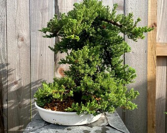 AWESOME! Summer Gift - Procumbens Nana Juniper Bonsai, 16 YR, Trunk #907