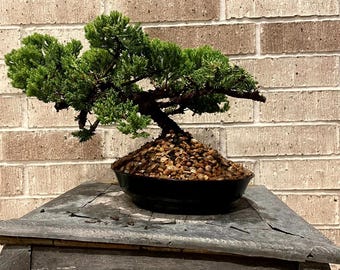 AWESOME! Fantastic Procumbens Nana Juniper Pre-Bonsai, 14 Ys, Strong Trunk #973