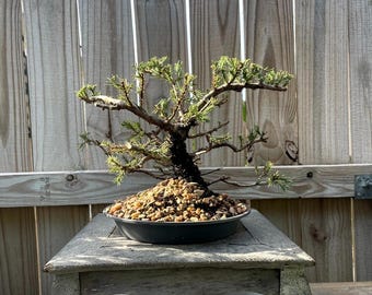 DEAL! Juniperus Chinensis - Parsonii Juniper Pre-Bonsai, 20 Year, GREAT TRUNK