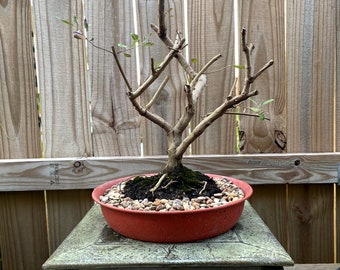 AWESOME! Fantastic Vitex - Arabian Lilac Pre-Bonsai, 16 Years, HUGE TRUNK