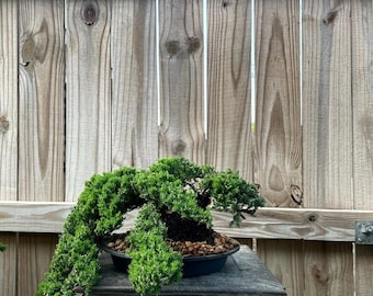 AWESOME! Fantastic Procumbens Nana Juniper Pre-Bonsai, 16 Years, Strong Trunk