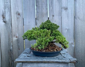 AWESOME! Fantastic Procumbens Nana Juniper Pre-Bonsai, 14 Ys, Strong Trunk #976