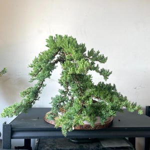 Bonsai 20 Years - Etsy
