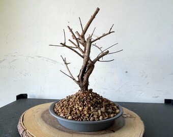 AWESOME! Fantastic Vitex - Arabian Lilac, 18 Years, HUGE TRUNK
