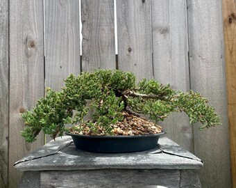 Awesome! FATHER'S DAY GIFT - Procumbens Nana Juniper Bonsai, 16 Yr, Strong Trunk