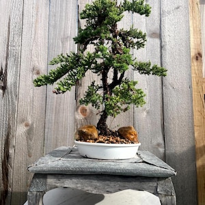 May include: A juniper bonsai tree with dense green foliage and a textured brown trunk, planted in a shallow white ceramic pot filled with small brown pebbles and two smooth tan stones, resting on a weathered gray wooden stand with curved legs.