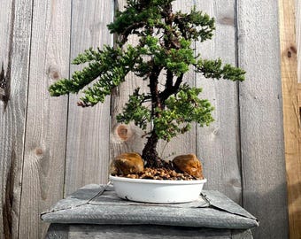 AWESOME! Summer Gift - Procumbens Nana Juniper Bonsai, 16 YR, Trunk #902