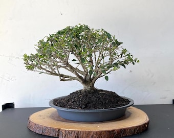 PREMIUM!! Fantastic Yaupon Pre-Bonsai, 25 Years, GREAT TRUNK
