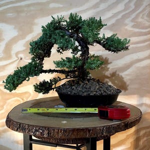 Lantana Bonsai - Etsy