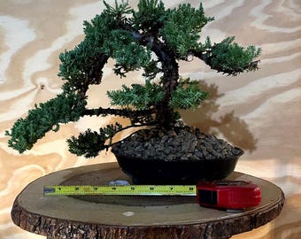 AWESOME! Fantastic Procumbens Nana Juniper Pre-Bonsai, 15 Years, Strong Trunk