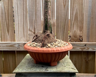 PREMIUM!! Fantastic Bald Cypress Pre-Bonsai, 20 Years, GREAT TRUNK