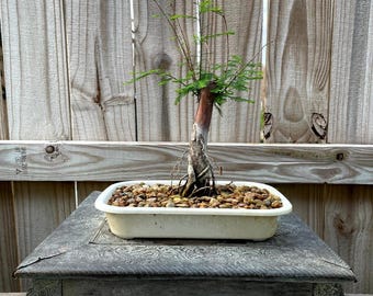 AWESOME! Fantastic Bald Cypress Pre-Bonsai, 15 Years, Huge Trunk