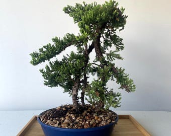 Awesome! FATHER'S DAY GIFT - Procumbens Nana Juniper Bonsai, 16 Yr, Trunk #898
