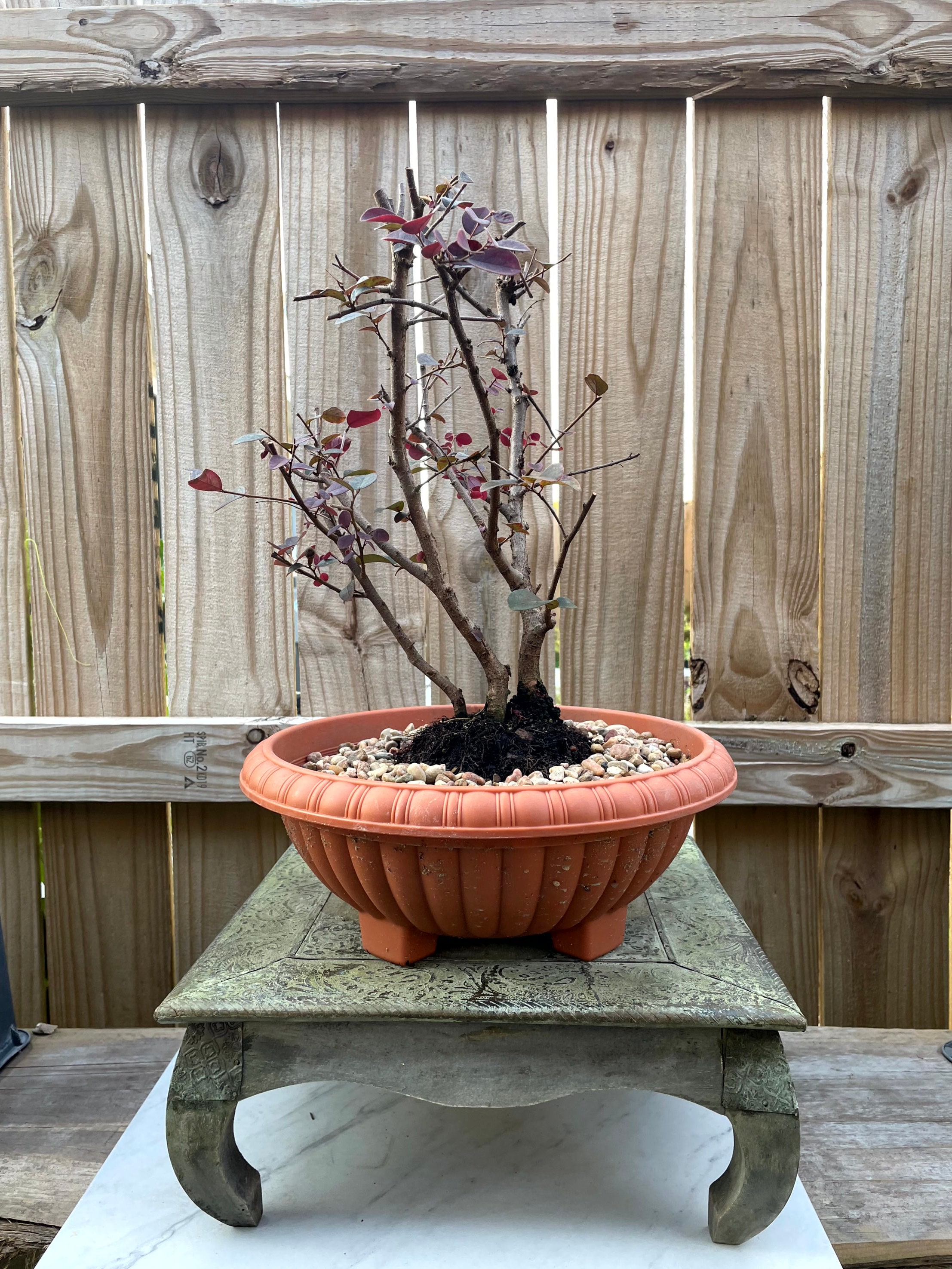 AWESOME! Beautiful Pink Chinese Loropetalum Pre-bonsai, 12 Years, Strong  Trunk - Etsy