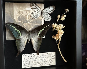 Taxidermied Graphium Butterfly and Common White Butterfly with antique photo & letter in shadow box