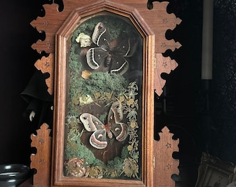 Taxidermied 2 Moth Art Display inside old hollowed out clock frame
