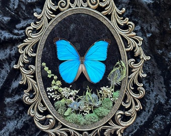 Aurora Blue Morpho Butterfly in Antique Frame