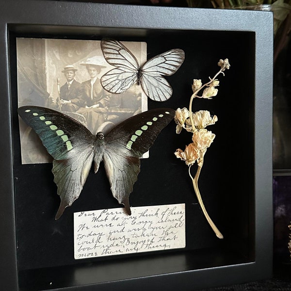 Taxidermied Graphium Butterfly and Common White Butterfly with antique photo & letter in shadow box