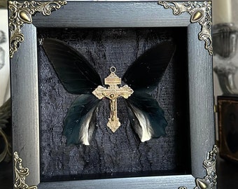 Taxidermy Atrophaneura Semperi Wings with cross in shadow box