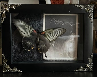 Taxidermied Multicolored Butterfly with antique photo in shadow box