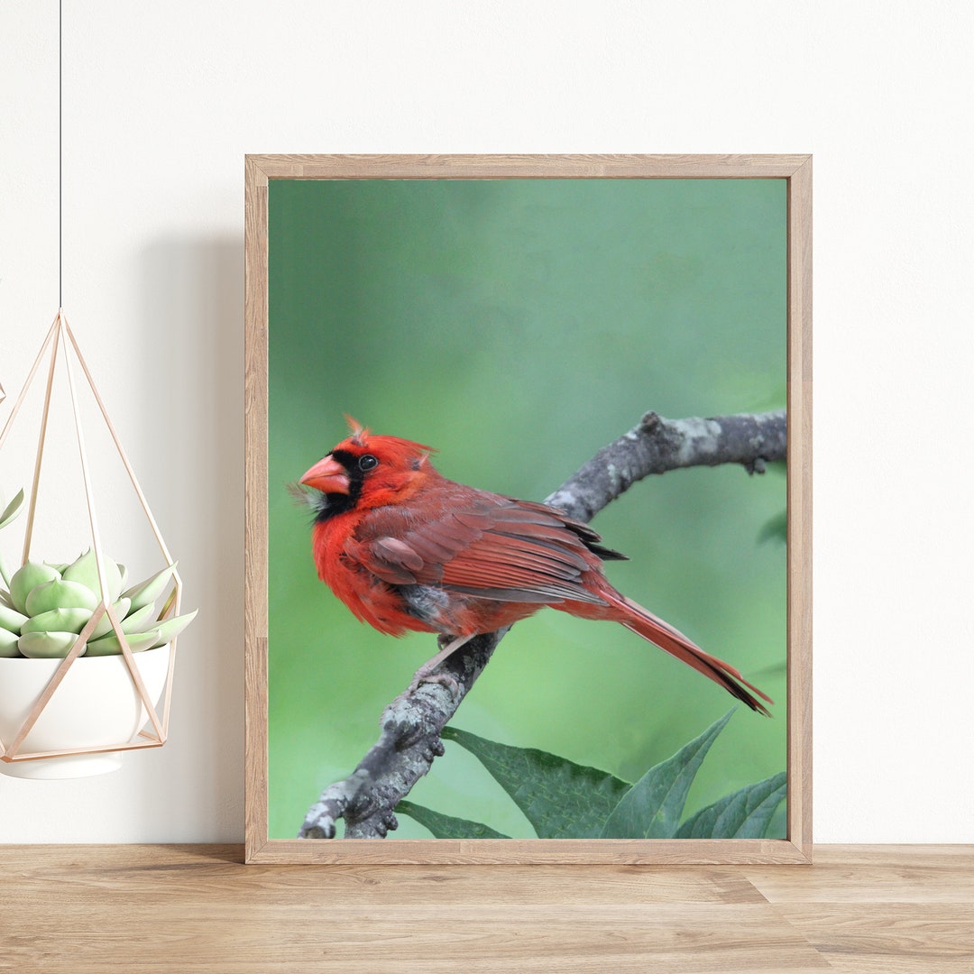 Cardinal Wall Art, Cardinal Art, Bird Watcher Gift, Cardinal Print
