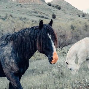 nature decor, wild horses, horse photo, horse wall art, horse photo, equine photo, western art, equestrian art, horse decor, horse gift image 2