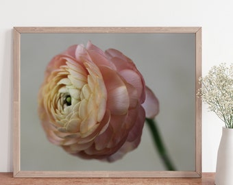 Floral Decor, flower wall art, nursery Decor, Cottage Chic, Ranunculus print, farmhouse decor, Flower Art, Pink wall art, pink decor