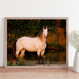 horse photo, horse print,  Horse Art Print,  Horse Photography,  white horse photo, western decor, rustic decor, equestrian decor, horse art