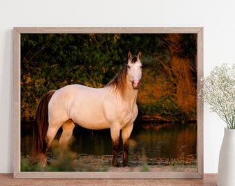 horse photo, horse print,  Horse Art Print,  Horse Photography,  white horse photo, western decor, rustic decor, equestrian decor, horse art