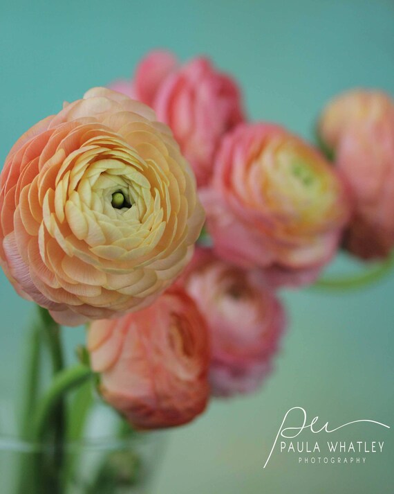 Peach Ranunculus Photo Romantic Photo Soft Flower Photo Bedroom Decor Cottage Chic Ranunculus Print Farmhouse Decor Flower Art