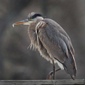 Blue Heron photo, bird photo, heron photo, bird art, Great Blue Heron art, Heron print, birdwatching gift, birdwatching present, bird print