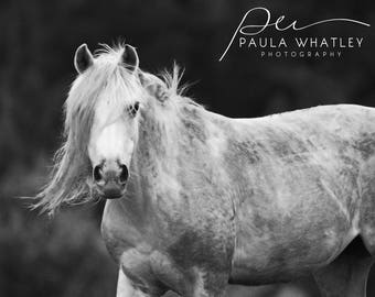 horse art, black white horse, horse portrait, horse photo, Horse Art Print, white horse print, Horse Photography, black white horse art