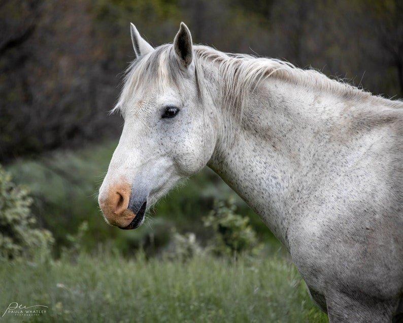 wild horse photo, horse wall art, horse photo, equine photo, western art, equestrian art, horse decor, horse lover gift, wild horses image 2