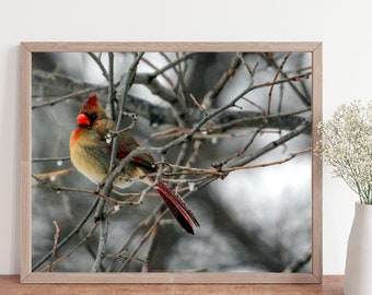Winter cardinal, Cardinal photo, cardinal print, bird print, cardinal bird print, bird photo, winter art, bird lover gift, bird wall art