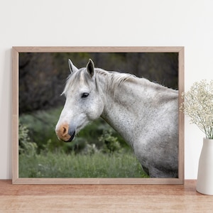 wild horse photo, horse wall art, horse photo, equine photo, western art, equestrian art, horse decor, horse lover gift, wild horses image 1