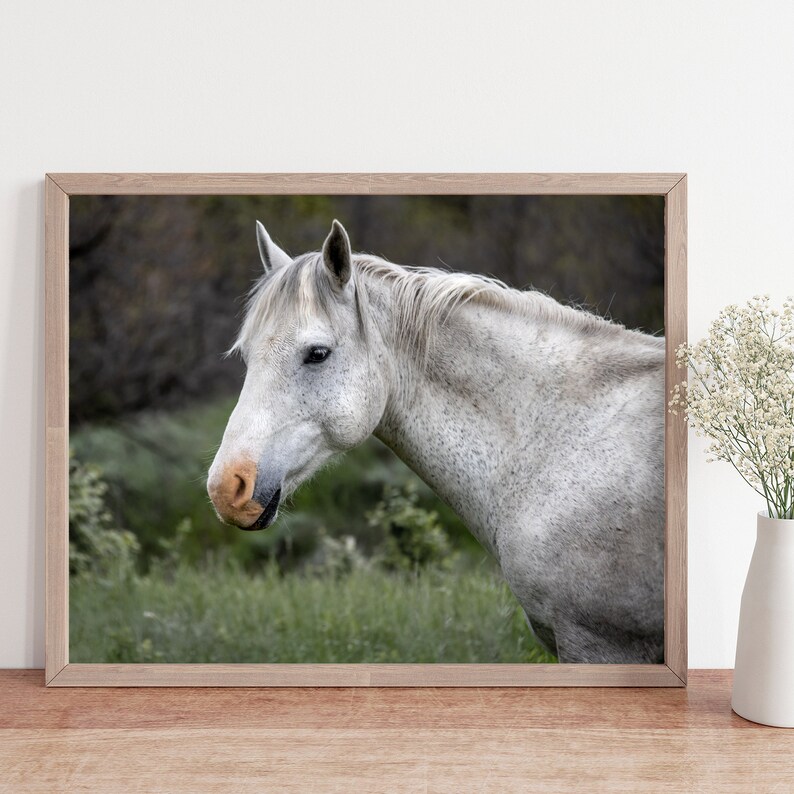 wild horse photo, horse wall art, horse photo, equine photo, western art, equestrian art, horse decor, horse lover gift, wild horses image 1