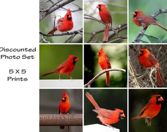 cardinal wall art, bird print set, bird wall art, bird watcher gift, bird lover gift, cardinal photos, 5x5 bird prints, cardinal art set