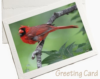 Cardinal card, Cardinal greeting card, Cardinal stationary, bird card, bird greeting card, bird stationary, grief card, bereavement card