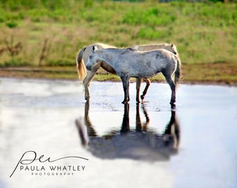 White horses reflected, horse water reflection, two horse photo, Horse Art Print, white horse print, Horse Photography, white horse photo