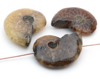 3 pcs ammonite beads, fossil nautilus spiral, brown, fossilized stone, 29mm to 31mm long