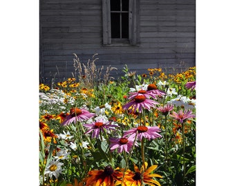 Garden of Wildflowers at Abandoned House - Photograph, Decor bp0048