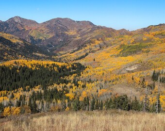 Big Cottonwood Canyon Autumn Deer Photograph - Utah Landscape Art - Archival Prints, Canvas, Metal - bp0080