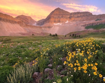 Mount Timpanogos, Wildflower Sunset Landscape Print  - Archival Prints, Canvas, Metal - bp0094