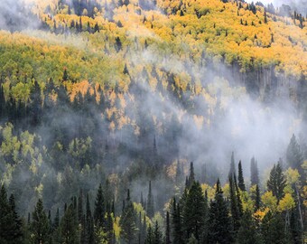 Autumn Aspen Grove Photograph: Big Cottonwood Canyon, Utah - Archival Prints, Canvas, Metal - bp0189