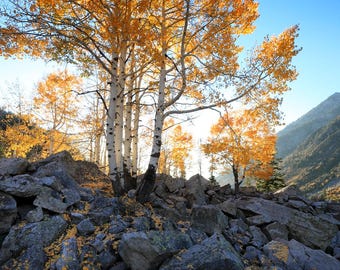 Aspen Glow Photograph: Little Cottonwood Canyon Landscape Art Print