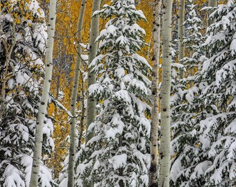Snowy Evergreens & Aspens Photograph: Big Cottonwood Canyon, Utah - Archival Prints, Canvas, Metal - bp0021