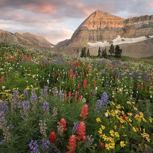 Timpanogos Basin Wildflower Sunset - American Fork Canyon, Utah